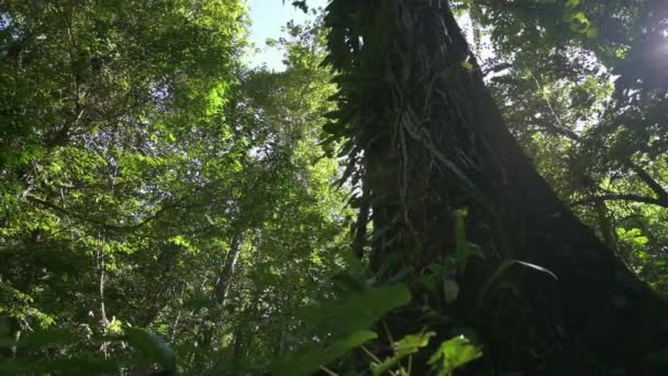 Lugn Scen Regnskogen Med Stor Trädstam Omgiven Lummiga Bladväxter Morgonsolen — Stockvideo