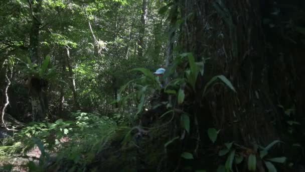 Самка Эколог Рюкзаком Ходить Исследовать Природу Тропических Лесах Летнее Время — стоковое видео