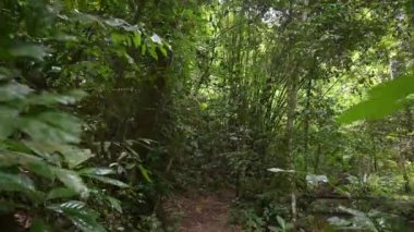 4K POV Yürüyüş yolu Phang Nga Eyaleti 'ndeki yemyeşil yağmur ormanları boyunca. Tayland. Yaz boyunca yeşil ormanda yürürken durgun bir sahne..