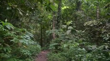 Yürüyüş yolunun pov görüntüsü, Rianforest 'daki yemyeşil bitkilerle çevrili. Tayland. Ormandaki sık yeşil bitki örtüsünün arasında yürürken.