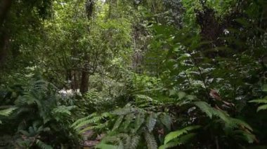 Yoğun yeşil eğreltiotları güneş ışığı altında, tropikal yağmur ormanlarında yemyeşil bitkilerle çevrili. Sa Nang Manora Orman Parkı. Phang Nga Eyaleti. Tayland. Döndürme çekimi.