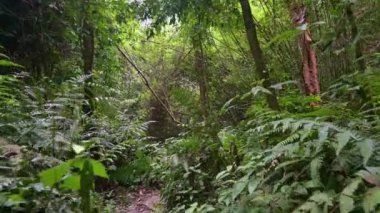 Tropikal yağmur ormanlarında yemyeşil yaprak ağaçlarıyla çevrili yeşil eğreltiotlarının arasında yürüyoruz. Vahşi doğada yaz yürüyüşü. POV çekimi. 