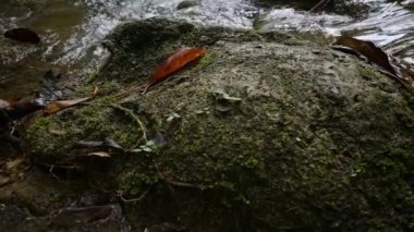 Yaz boyunca tropikal yağmur ormanlarında derede akan temiz suyla yosunlu kayaları kapatın. Yavaş çekim kaydırağı. Düşük açı görünümü.