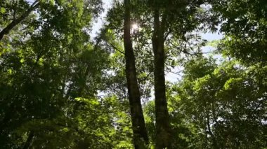 Yaz sabahı güneş ışığı altında ormanda yürürken yemyeşil ağaçların arasından sakin bir manzara. Düşük açı. Vahşi doğada manzara.. 