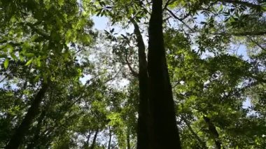 Tropikal yağmur ormanlarında sık yapraklı ağaçlarla güneş ışığı altında yaz yürüyüşü. Düşük açılı görüntü hareketi. Çevresel koruma.