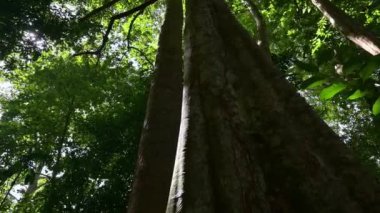 Tropikal yağmur ormanlarında sabah güneşi altında büyük ağaçlar. Ormanın derinliklerindeki devasa ağaçların arasından doğan güzel güneş ışınları. Doğal koruma için. Düşük açı görünümü.