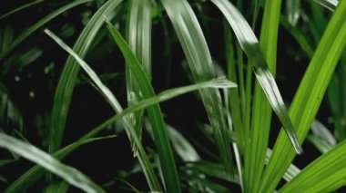 Vahşi doğada yakın tropik yeşil yaprak. Yağmur ormanlarında güneş ışığı altında yemyeşil bitki çalıları. Çiçeksel doğa geçmişi.