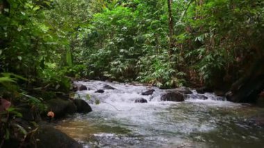 Tropikal yağmur ormanlarındaki yeşil bitki örtüsüyle çevrili yosunlu kayaların arasından akan su akıntısı. Ormandaki güzel kaynak suyu. Ton Prai Orman Parkı, Phang Nga Eyaleti, Tayland.