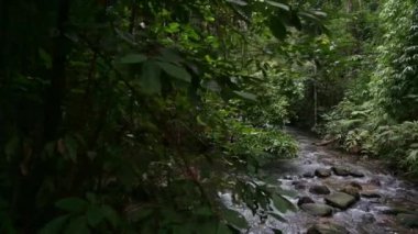 Tropikal yağmur ormanlarındaki yemyeşil bitkilerle çevrili kayaların arasından akan suyla derenin üzerinde yürümek. Ton Prai Şelalesi, Phang Nga Eyaleti, Tayland.