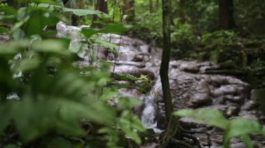 Yağmur ormanlarında dağdan akan su ile güzel çağlayanı ortaya çıkarmak için hareket ediyor. Vahşi doğada yeşil bitkilerle çevrili gizli bir şelale. Phang Nga Eyaleti. Tayland.