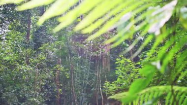 Tropikal yağmur ormanlarında güneş ışığı altında yoğun yaz bitkileri. Reveal yağmur ormanlarında güneş ışığı altında sık ve gür yapraklı ağaçlar çekti. Vahşi yaşam alanı. Açık hava yaz doğası geçmişi. Doğal çeşitlilik. 