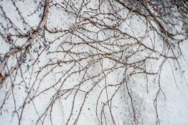 Birbirine dolanmış Çıplak Dallar ve Doğal Geometrik Örnekler ile Soyut Minimalist Duvar Dokusu