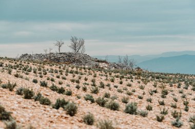 Dry Stone Wall and Sparse Vegetation in a Rocky Landscape clipart