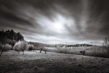 Serene Countryside Landscape with Olive Trees and Reeds under Cloudy Sk clipart