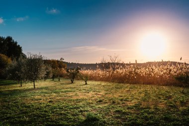 Canlı Bitkiler ve Açık Gökyüzü ile Huzurlu Kırsal Gün Batımı
