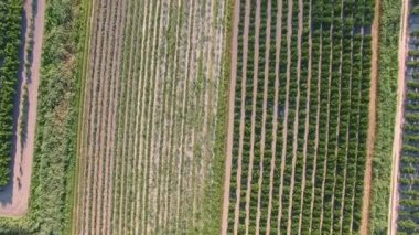 Hırvatistan 'ın Neretva Vadisi' nin Bereketli Alanlar ve Tarım Manzaraları Havadan Görünümü. Meyve bahçeleri ve tarım arazileri. Güneşli bahar ve yaz günü.