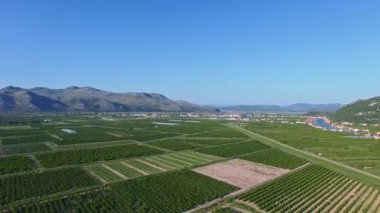 Hırvatistan 'ın Neretva Vadisi' nin Bereketli Alanlar ve Tarım Manzaraları Havadan Görünümü. Meyve bahçeleri ve tarım arazileri. Güneşli bahar ve yaz günü.