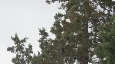 Şiddetli hava koşullarında, Şiddetli Rüzgarlar Altında Sallanan Ağaçlar Yavaş Harekette