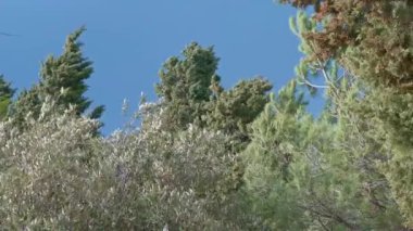 Şiddetli hava koşullarında, Şiddetli Rüzgarlar Altında Sallanan Ağaçlar Yavaş Harekette