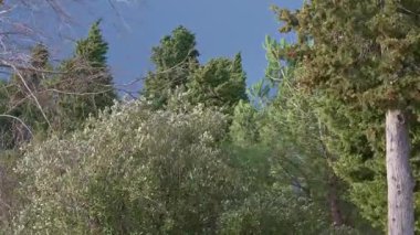 Şiddetli hava koşullarında, Şiddetli Rüzgarlar Altında Sallanan Ağaçlar Yavaş Harekette