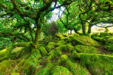 Wistman 's Wood Dartmoor Devon İngiltere İngiltere İngiltere İngiltere' deki meşe ve yosun ağaçları