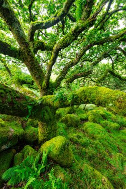 Wistman 's Wood Dartmoor Devon İngiltere İngiltere İngiltere İngiltere' deki meşe ve yosun ağaçları