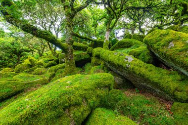 Wistman 's Wood Dartmoor Devon İngiltere İngiltere İngiltere İngiltere' deki meşe ve yosun ağaçları
