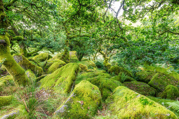 Дубы и плесень в Wistman 's Wood Dartmoor Devon England Великобритания Британские острова