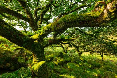 Wistman 's Wood Dartmoor Devon İngiltere İngiltere İngiltere İngiltere' deki meşe ve yosun ağaçları