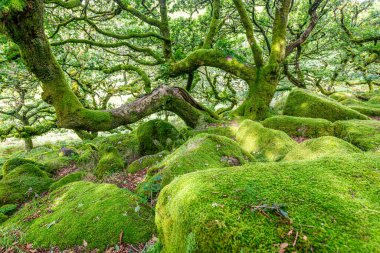 Wistman 's Wood Dartmoor Devon İngiltere İngiltere İngiltere İngiltere' deki meşe ve yosun ağaçları