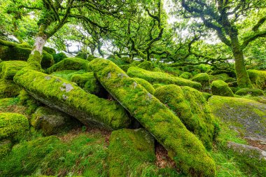 Wistman 's Wood Dartmoor Devon İngiltere İngiltere İngiltere İngiltere' deki meşe ve yosun ağaçları