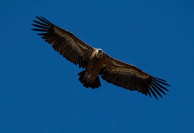 Griffon akbabası (Gyps fulvus), uçmakta olan yetişkin kuş, Monfrage Ulusal Parkı, Extremadura, İspanya, Avrupa