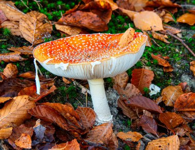 Avusturya ormanında güzel mantar mantarı (veya sinek mantarı)