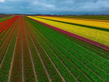 Hollanda 'da güzel çiçek tarlaları