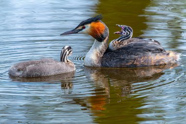 Büyük ibikli grebe (Podiceps kristali) ve genç kuş