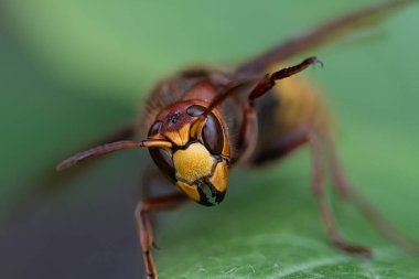 Yaprağın üzerinde büyük bir eşek arısı var.