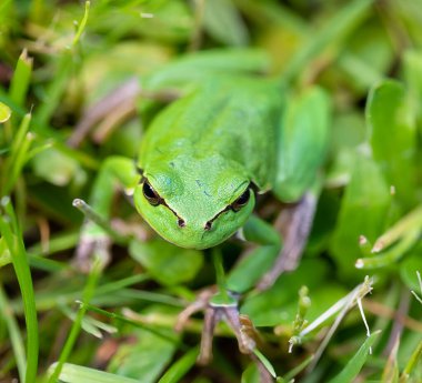 Gerçek kurbağa (lat. Ranidae)