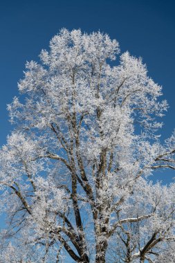 Almtal, Salzkammergut 'taki Kış Harikalar Diyarı gibi. Donmuş ağaçlar, karlı dağlar, kristal berrak Almsee, Totes Gebirge, Yukarı Avusturya