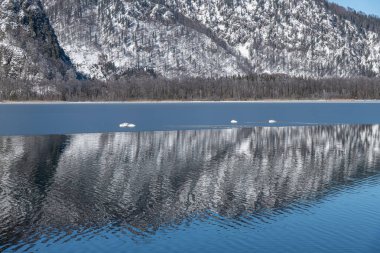 Almtal, Salzkammergut 'taki Kış Harikalar Diyarı gibi. Donmuş ağaçlar, karlı dağlar, kristal berrak Almsee, Totes Gebirge, Yukarı Avusturya