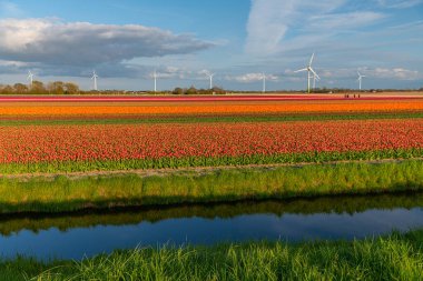 Hollanda 'da ilkbaharda güneşle aydınlanan turuncu, güzel, çiçek açan lale tarlasının panoramik manzarası. Tulpis çiçeklerinin arkası ve panorama.
