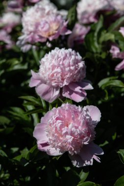 Güzel kokulu trendy şakayık dekoratif bahçede büyür. Yemyeşil grand çiçek kafa. Sığ derinlik-in tarla