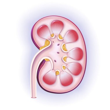 Bir insan böbreğinin 3 boyutlu kesiti..