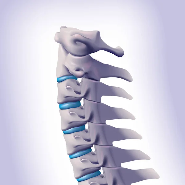 3Dイラスト 人間の頭蓋骨につながる子宮頸椎 — ストックベクタ