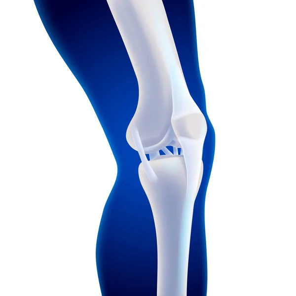 膝关节内侧骨的三维图像 显示与骨相连的韧带 — 图库矢量图片