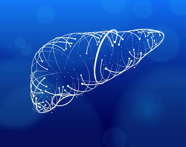 Renkli çizgilerin ve insan karaciğerinin beyaz arka planda modern tarzda kesişimlerinin tasviri. Tıp, ticaret, endüstri ve eğitimde kullanılır..