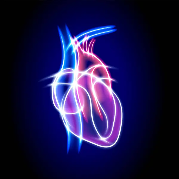 Koyu mavi arka planda şeffaf bir kalp şekli oluşturan beyaz kıvrımlı çizgiler kullanan bir insan kalbi tasviri.