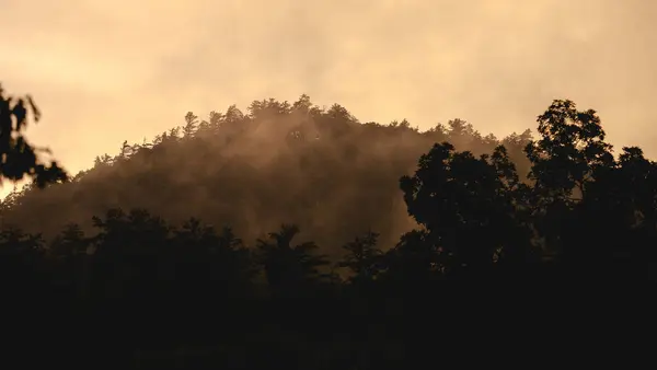 Foggy landscape of the mountain forest in the foggy mountain with golden light
