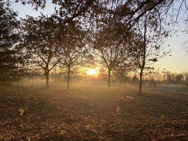Autumn landscape with morning fog rolling through trees