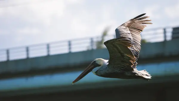 Pelican soaring over the ocean against the backdrop of a bridge in search of food.