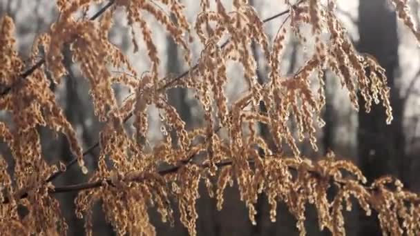 Ormandaki Ağaçta Asılı Duran Portakal Tohumlarının Yakın Çekimi Sonbaharda Canlı — Stok video